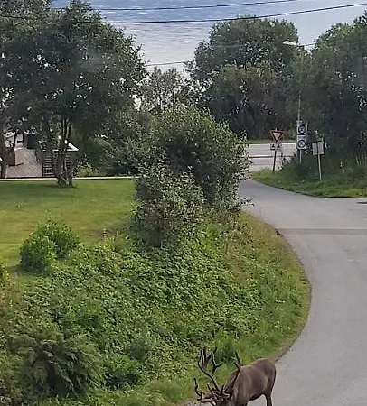 Pensión Aurora In Shared Nr2 We Are Doing Privet Northen Lights Trips, Reindeer Trip And Fjord Sommaroy Trip 3*